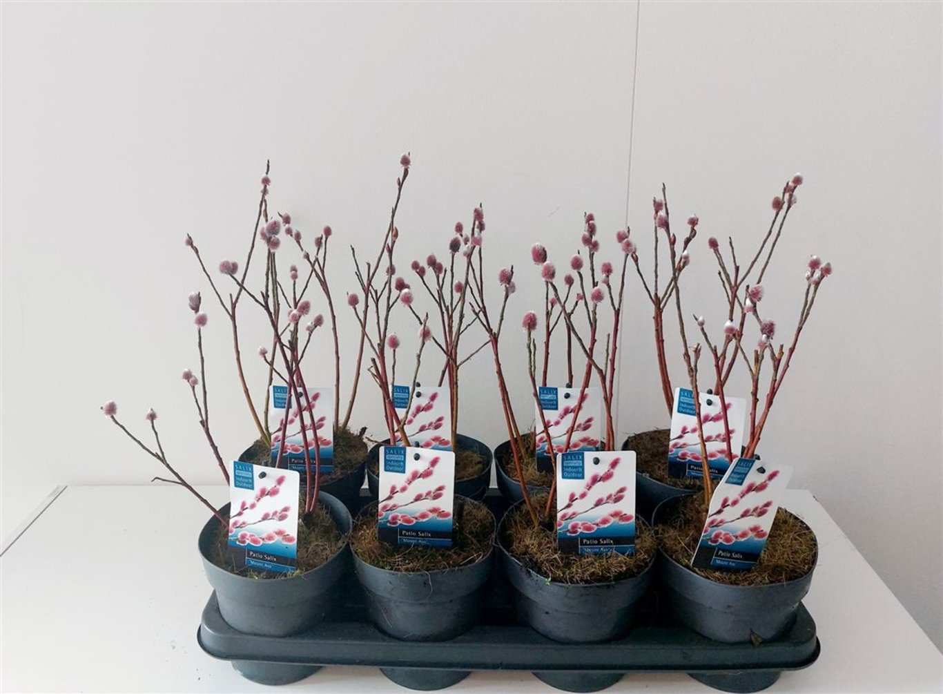 Salix gracilistyla 'Mt. Aso' - C1,5